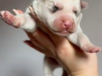 Üst kalite, nadir renkli Siberian Husky bebekler