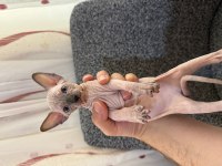 SFENKS YAVRU KEDİMİZ