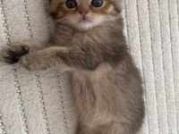 Golden N12 british shorthair orjinal safkan