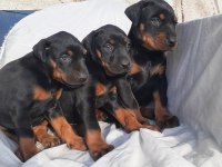 Şampiyon Soydan Doberman Yavrular