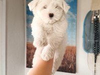 Terrier maltese yavrular
