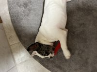 5. 5 AYLIK ERKEK FRENCH BULLDOG ÜCRETLİ