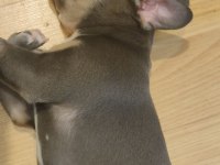 Sahiplendirme french bulldog