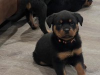 IRK GARANTİLİ HER İLE GÖNDERİM MEVCUT KÖPEKLER