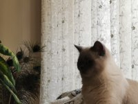 BRİTİSH SHORTHAİR OĞLUMUZA EŞ ARIYORUZ
