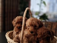 Kg Garantili Orijinal Poodle Yavrular 