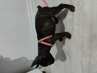 Fransız bulldog