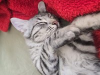 Baba British Anne Maine coon 5 aylık erkek Magnus