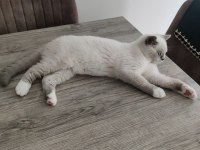 British Shorthair Blue Point Erkek Yavrumuz