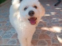 9 aylık maltipoo oyuncu yavrum yeni yuvasını arıyor