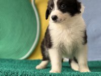 Harika Güzellikte Border Collie Yavrular