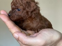 Kore kanı dark brown toy poodle