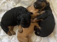 Safkan Cavapoo Yavrular