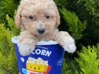 Kore kanı maltipoo yavrularımız