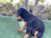 A Kalite doberman yavrularım