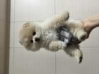 SHOW KALİTE POMERANİAN BOO BEBEKLERİM
