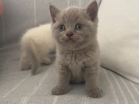 3 Beyaz 1 Gri British Yavruları