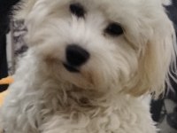 sahiplendirme maltese