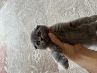 2 aylık scottish fold kedisi