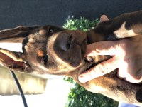 Avrupa kan katları Doberman yavrular