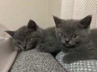 British Shorthair Yavrular Irk Sağlık Garantili