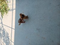 Pekinez 1 erkek ve 1 dişi 12 aylık