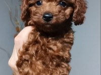Korea kan erkek red Braun ırk garantili poodle