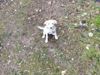 Köpeğimiz Pablo İçin Kalıcı yuva arıyorum ACİL DURUM!