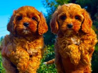 Maltipoo yavruları