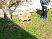 35 günlük macar golden retriever bebekler