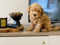 ORJİNAL MİNİ BOY MALTİPOO SÜS KÖPEĞİ