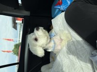 Maltese terrier 7 aylık