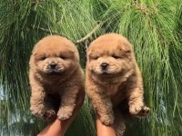 A KALİTE BEYAZ CHOW CHOW YAVRULAR