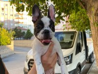 Evde bakılmış bulldog