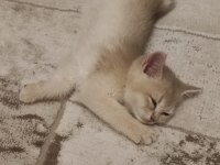 Ödüllü british shorthair yavru kediler