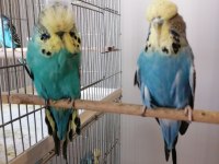 ÜST VASIF SHOW JUMBO TAKIM MUHABBET KUŞU