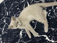 Sahiplendirme british shorthair