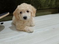 Maltipoo yavru