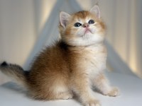 Show Class Golden British Shorthair Prenses