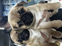 Yavru dişi erkek pug