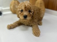 3 AYLIK 1 DİŞİ VE 2 ERKEK POODLE