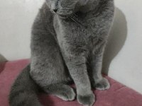 SCOTTİSH FOLD 1 YAŞINDA KEDİMİZ