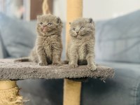 Nadir renk british shorthair yavrumuz