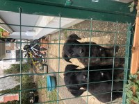 Golden retriever melezi yavrular