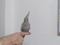 1 tane ele alışkın Sultan papağanı