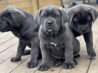 Safkan Dişi Ve Erkek Blue Cane Corso Yavrularımız