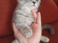 Cins scottish fold yavru