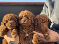 Petmode Köpek Çiftliğinden Redbrown Toy Poodle