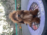 14 ŞUBAT DOĞUMLU RED ERKEK MALTIPOO