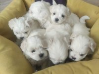 Muhteşem Güzellikte Maltese Yavrular